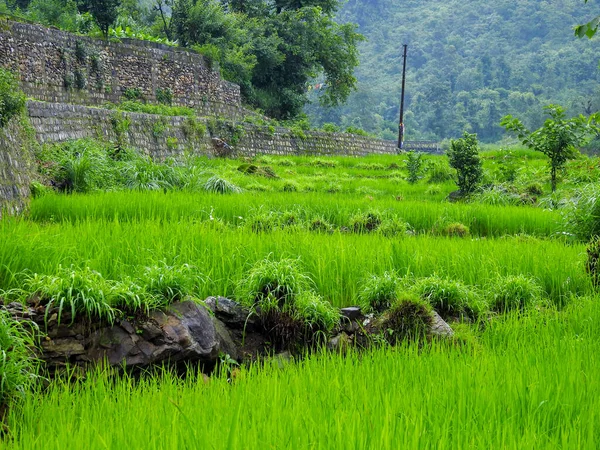 Bred Vinkel Skott Ekologiska Paddy Risfält Himalaya Regionen Uttarakhand Indien — Stockfoto