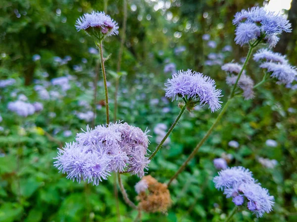 Ageratum Houstonianum Commonly Known Flossflower Bluemink Blueweed Pussy Foot Mexican — 图库照片