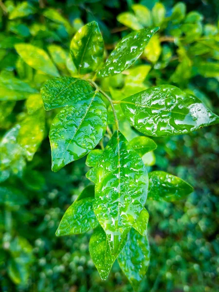 インドではモンスーン期に湿性石灰 Djeruk Limau の木が葉します デフラダン ウッタラーカンド インディア — ストック写真