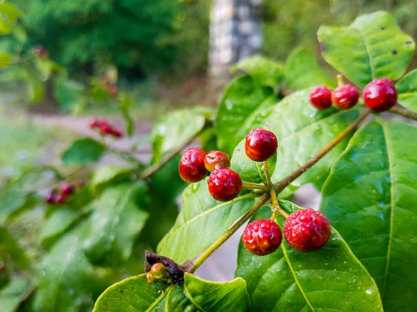 Rauvolfia tetraphylla 'nın meyve ve yaprakları. Genellikle durgun ağaç ya da şeytan biberi olarak bilinir. Uttarakhand Hindistan.
