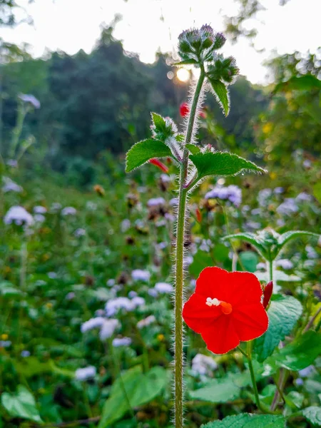 Papaver Rhoeas Kwiat Popularnych Nazw Tym Maku Pospolitego Regionie Himalajskim — Zdjęcie stockowe