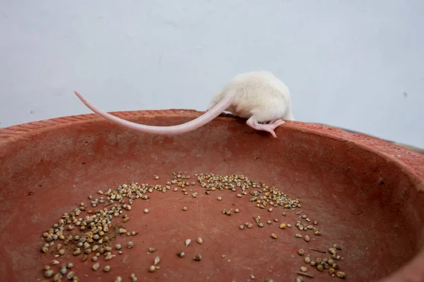 Белая Лабораторная Мышь Mus Musculus Ползает Глиняному Горшку Уттаракханд — стоковое фото