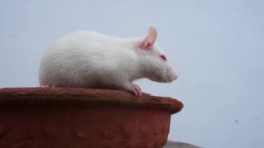 Beyaz laboratuvar faresi (Mus musculus) kil bir tencerede sürünüyor. Uttarakhand Hindistan