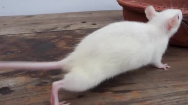 Bílá Laboratorní Myš Mus Musculus Plazí Hliněném Hrnci Uttarakhand Indie — Stock video