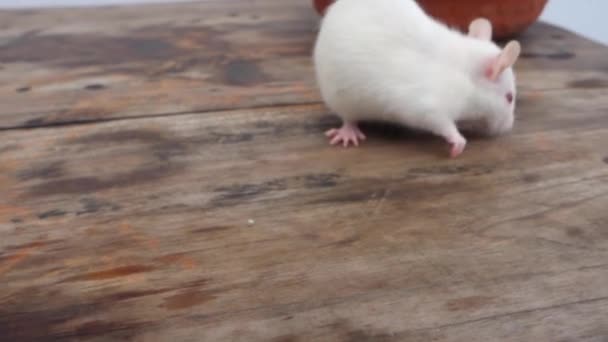 白い実験室用マウス マウスの筋肉 粘土鍋に這う ウッタラーカンド インディア — ストック動画