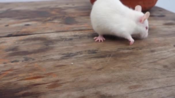 Souris Laboratoire Blanche Mus Musculus Rampant Sur Pot Argile Uttarakhand — Video