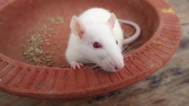 Biała Mysz Laboratoryjna Mus Musculus Czołgająca Się Glinianym Garnku Uttarakhand — Wideo stockowe