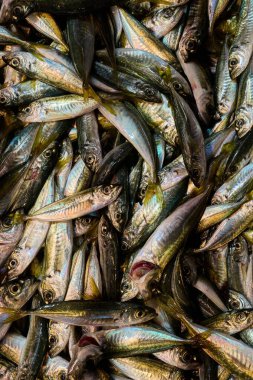 Tezgahta bir sürü taze balık yatıyor.