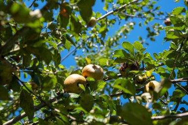 Altın Russet elmaları yemyeşil ağaç dalları ve mavi gökyüzü