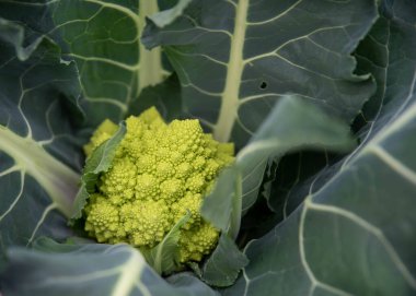 Dokulu brokoli Romanesco bahçe bitkisine yakın çekim