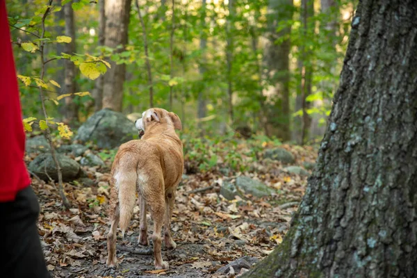 Golden Retriever kutya megáll egy erdei túraútvonalon — Stock Fotó