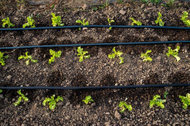 Arugula tohumları sulama hatlarıyla ıslak topraklarda yetişir.