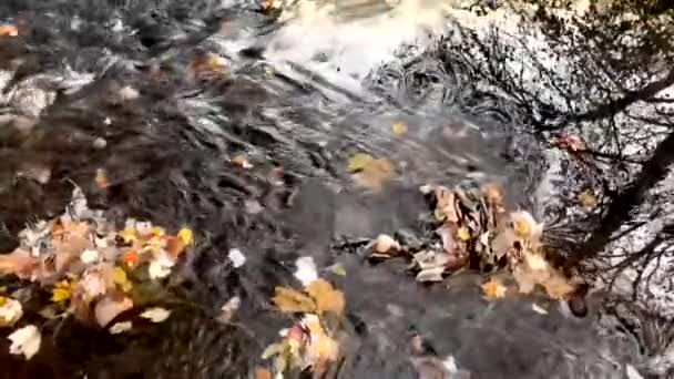 Színes őszi levelek söpörtek el a visszavert fától. — Stock videók