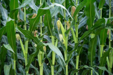 Tarımsal gıda arka planında uzun koyu yeşil sapların üzerinde olgunlaşan mısırların güzel soluk yeşil kulakları. Mısır ipek ve yaprak dokusuna sahiptir. İnsan yok, doğal ışıkta..