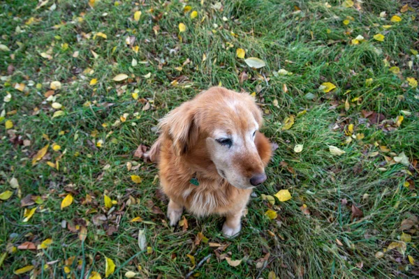 Szelektív Fókusz Másolás Helyet Ezen Képen Egy Golden Retriever Farm — Stock Fotó