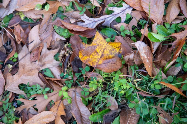 高角度の秋の森の床の自然背景の紅葉 — ストック写真