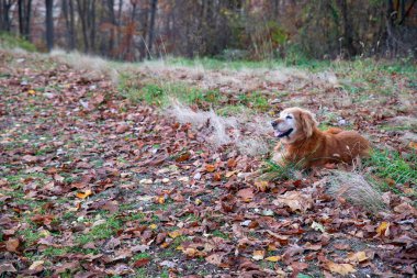 Şehir dışında, otistik yaprakların üzerinde dinlenen Golden Retriever köpeği.