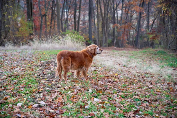 Вид сбоку собаки Золотого ретривера на фоне осеннего поля и леса — стоковое фото