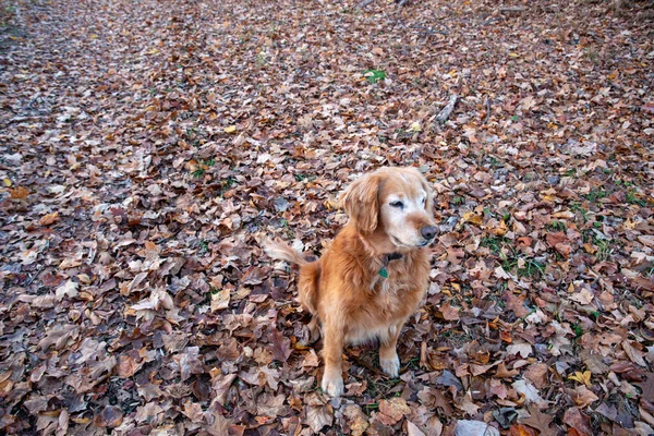 Великолепный Рыжеволосый Золотистый Ретривер Чистокровная Собака Поле Красочных Осенних Листьев — стоковое фото