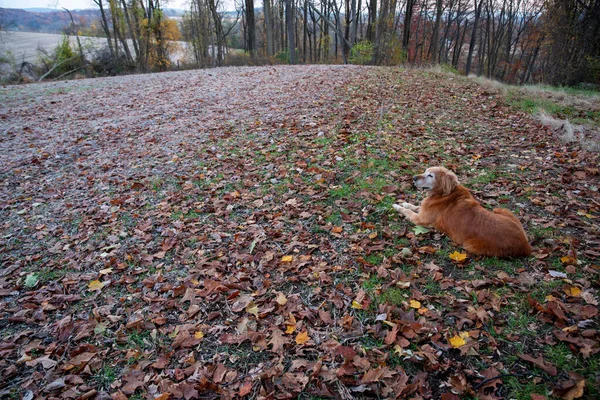 拥有美丽红色外套的快乐的金毛猎犬 栖息在田园诗般的秋天风景中 地面上的落叶和林地背景 自然光 没有人 有复制空间 — 图库照片