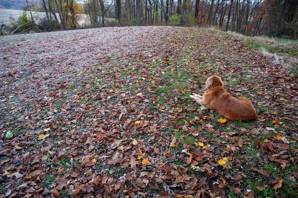 拥有美丽红色外套的快乐的金毛猎犬 栖息在田园诗般的秋天风景中 地面上的落叶和林地背景 自然光 没有人 有复制空间 — 图库照片