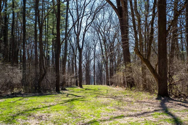 Green Grassy Path Leads Bare Tall Trees Budding Leaves Early — Fotografia de Stock