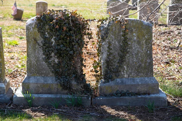 인접해 있는 두 개의 고대 묘석 위에서 자라고 있는 아이비 — 스톡 사진