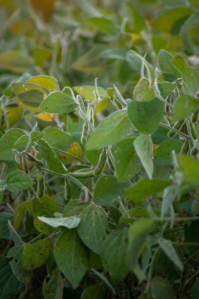 Vertical image of soybean plants in a field bean pods and leaves — Fotografia de Stock