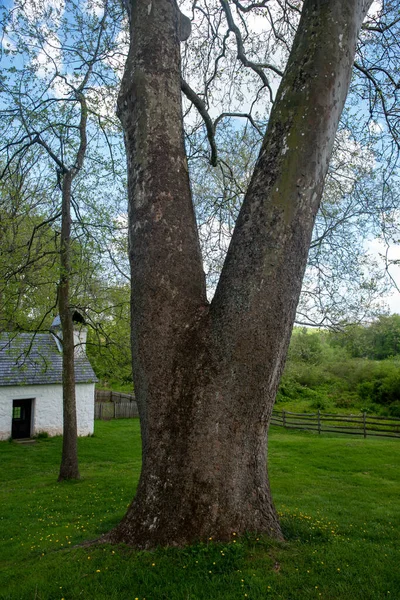 Double trunk tree in green grass by idyllic stone cottage — Stockfoto