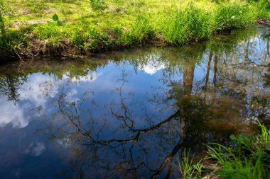 Uzun ağaç, yemyeşil çimenli kıyısı olan yumuşak akıntıya yansıyor.