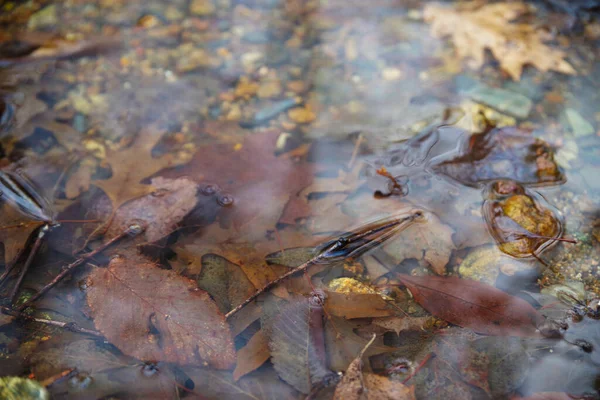 El primer plano de las hojas otoñales bajo las aguas poco profundas del arroyo arbolado — Foto de Stock