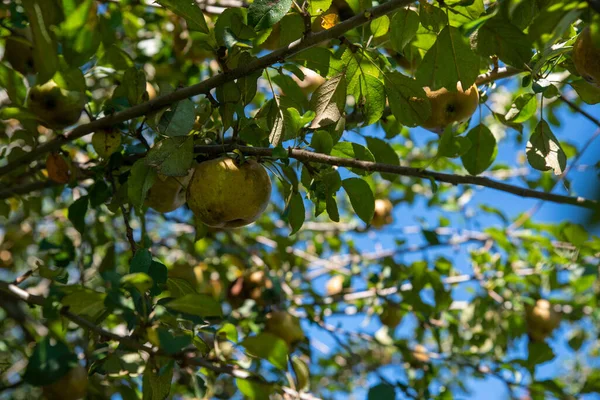 Een goudene russet appel op een aftakking van een organische vrucht boomgaard boom — Stockfoto