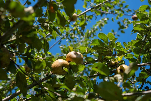 Een cluster van gouden russet appels op de boom met blauwe lucht — Stockfoto