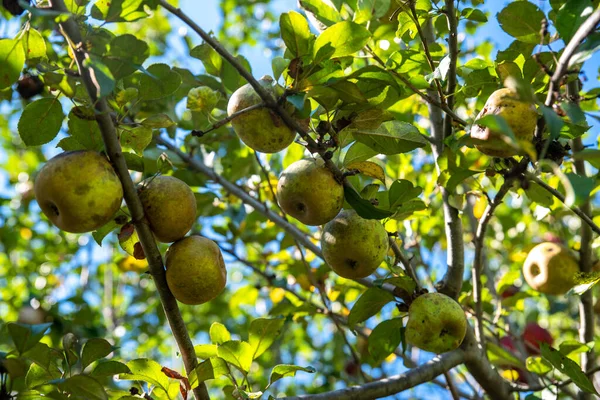 Takken vol gouden russet appels in een biologische boomgaard lage hoek uitzicht — Stockfoto
