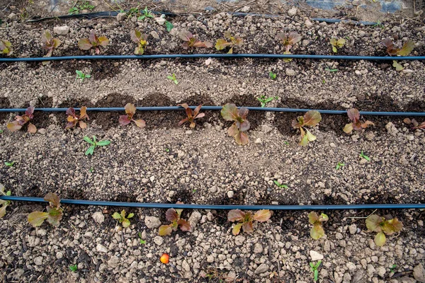 Red leaf lettuce seedlings sprout along irrigation lines high angle view — Stock Photo, Image