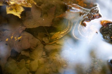Bir jartiyer yılanı nehir yatağında kıvrılmış bulutlar ve gökyüzü yansıyor