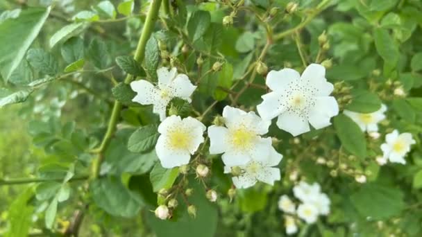 Gros Plan Fleurs Blanches Rose Multiflore Avec Étamines Jaunes Feuilles — Video