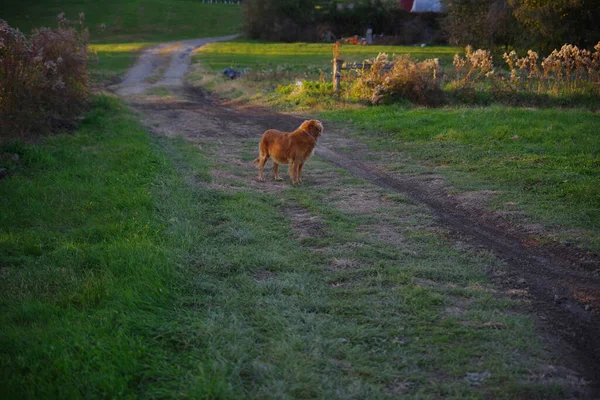 美丽的红色金毛猎犬纯种的农场犬在一条土路上穿越青草农田 在自然金色的阳光下拍摄 没有人 复制空间 — 图库照片