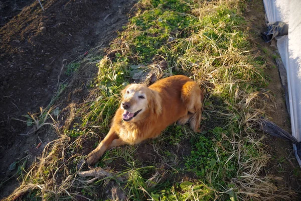 Happy farm golden retriever dog looks into distance while lying in the grass between rows of vegetables in an organic garden. Shot in golden hour natural sunlight with no people, and copy space.