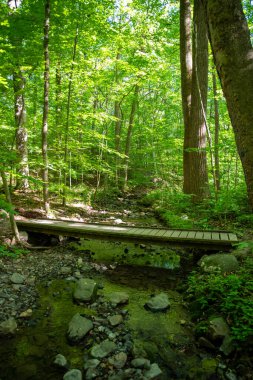 Taşlar ve yeşil bankalarla akan bir derenin üzerinde uzun ağaçlar ve yeşil yapraklarla güzel bir orman manzarası. Uzun ahşap yaya köprüsü, hiç kimsenin olmadığı noktalı güneş ışığında görüntüden geçer..