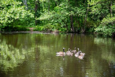 Kanada Kazları Branta kanadenslerinin birlikte yüzdüğü güzel ormanlık su yüzeyine yansıyor. Yemyeşil yeşillik, cennet gibi arka plan sahnesini çevreleyen, içinde hiç insan olmayan,