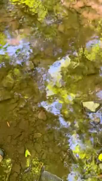 在这个抽象的背景视频中的积极的情绪 在森林的小溪上起伏的水面 河床可见 阳光明媚的天空和绿叶映衬的树木闪烁着光芒 — 图库视频影像