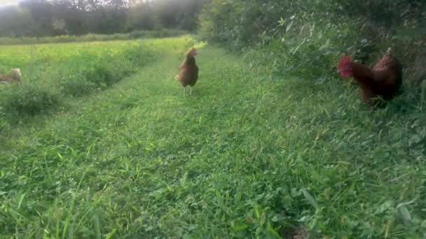 緑の芝生のレーンでの午後遅くの日差しと 牧歌的な田園風景の中で鶏が狩りやローミングを無料で楽しめます 人のいない緑の草や農業の背景 高品質 — ストック動画