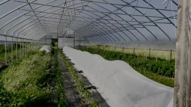 Kırsal organik sebze bahçesinin güzel yüksek kaliteli görüntüsü. Açık bir kapıdan görülüyor. Beyaz bahçe kumaş kaplamaları ve yeşil bitkiler. Kırmızı tırnaklı bir kadın eli