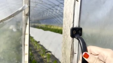 Çalışan bir çiftlikteki organik sebze serasının kapısını açan kırmızı ojeli bir kadının 4K 'lık eğlenceli görüntüleri. İç mekan çok güzel bir sebze bahçesini gözler önüne seriyor.