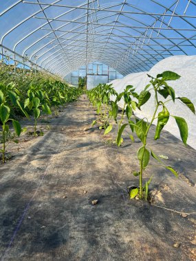 Organik sebze bahçesinin iç kısımlarında yeşil sıcak biber bitkileri, ot kontrol zemin örtüsü ve beyaz kumaştan çember kapağı var. Rengarenk mavi gökyüzü