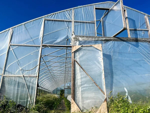 Organic Vegetable Greenhouse Plants Row Covers Visible Open Door Blue — Stock Photo, Image