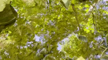 Yüzeyde zıplayan su böcekleri ile bir orman akıntısında parıldayan el değmemiş su havuzunun güzel bir görüntüsü dairesel dalgalanmalar yaratıyor. Su çok az kişiyle huzur verir.