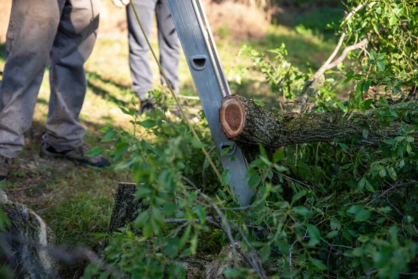 Pile Freshly Trimmed Branches Lush Foliage Ground Bottom Ladder Tree — Stock Photo, Image