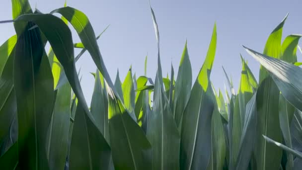 Soft Texture Leaf Veins Visible Tranquil Golden Hour Light Footage — Stock video